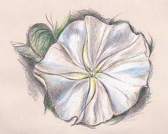 Moonflower Drawing By Andersondesigns Artwork Flowers Moon Flower Drawings Flower Drawing