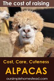 Pin On All About Homesteading Tips