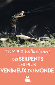 Certaines personnes préfèrent tremper les morceaux de serpent prêts à cuire dans de l'eau salée pendant un jour ou deux. Top 30 Des Serpents Les Plus Venimeux Du Monde Continent Par Continent Venimeux Serpent Venimeux Venin De Serpent