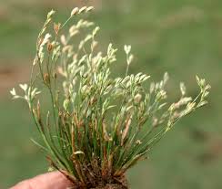 Image result for Juncaceae