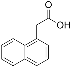 Wurzel Wundermittelseite 2 Chiliforum Hot Pain De