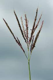 Image result for Ischaemum amethystinum