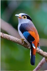 Birds Custard Powder Recipes Uk Birds Gucci Mane Birds Landing Birds Yelling At Dogs Birds Flying High You Know How I Feel Song Birds Custard Nature Birds Colorful Birds Pretty Birds