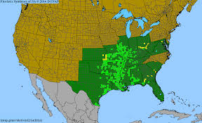 Image result for Spermacoce deserti