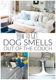 How To Get Dog Smells Out Of The Couch Dog Smells Diy Couch Clean Couch