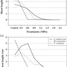 Image result for Anthephora pubescens