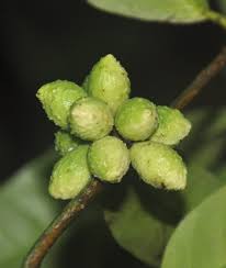 Image result for Pleiocarpa bicarpellata