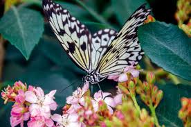 Si queres tener una coleccion grande de imagenes de mariposas, pues aqui tienes tu aplicacion, ya que con imagenes de mariposas tendras acceso a una amplia y muy grande galeria de fotos de mariposas de todas las especies y de todos los colores, mariposas muy chidas y divertidas. Mariposas De Colores Y Encantos Revista Panorama