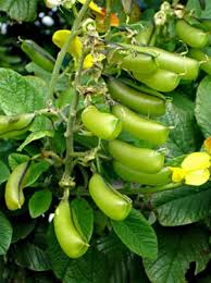 Image result for Crotalaria oocarpa