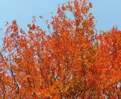 Image result for Pseudolachnostylis maprouneifolia