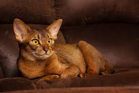 We pride ourselves in producing quality silver abyssinian kittens with superb temperaments. Best Cat Food For Abyssinian Cats 2021