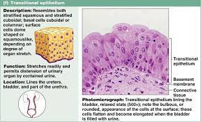 Tissue The Living Fabric Tissue Biology Skin Anatomy Body Tissues