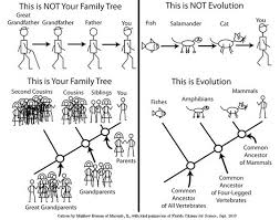 Family Tree Vs Phylogeny