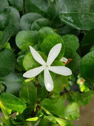 Image result for Carissa praetermissa