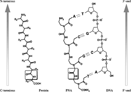Image result for Nucleic Acid