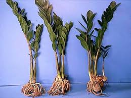 Zz Plant Low Light Giardino