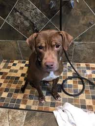 We will contact you shortly. Project Precious Rescue Inc Reviews And Ratings Stamford Ct Donate Volunteer Review Greatnonprofits