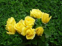Beautiful bouquet of young roses in yellow light. Happy Birthday Mom Vagabondia Livejournal