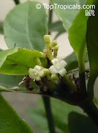 Image result for Psychotria vogeliana