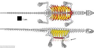 Pappochelys is an extinct genus of diapsid reptile closely related to turtles. Pappochelys Detailed Information Photos Videos