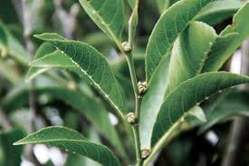 Image result for Rinorea