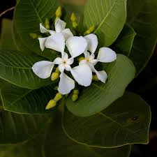 Tabernaemontana Solanifolia Flowers Plants Awesome