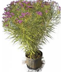 Image result for Vernonia conferta