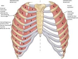 The primary responsibilities of the ribcage involve protecting the thoracic visceral organs, enclosing the thoracic visceral organs, and is included in the general mechanics of the process of breathing. Lungs Diagram With Rib Cage