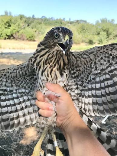 Cooper's Hawk - San Francisco Bay Bird Observatory