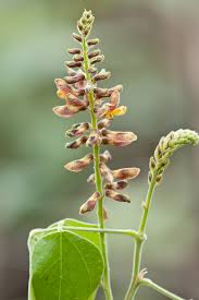 Image result for Rhynchosia sordida