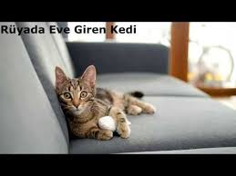 Ruyada Kedi Gormek Youtube