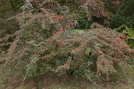 Buy cotoneaster salicifolius (willow leaf cotoneaster). Cotoneaster Salicifolius Cv