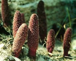 Image result for Coula edulis