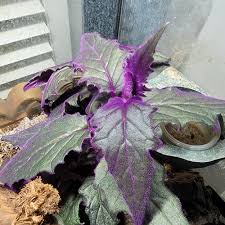 Image result for Gynura scandens