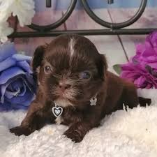 We all know that a shitzu puppy is a very active dog and it burns its calories quite so fast. Chocolate Kiss Shih Tzu Puppy 648715 Puppyspot