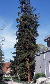 Image result for Chamaecrista plumosa