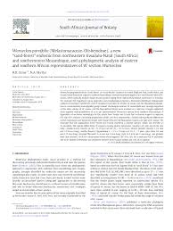 Image result for Warneckea sansibarica