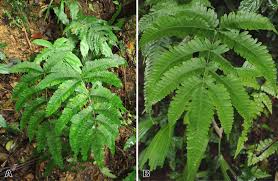 Image result for Pteris linearis