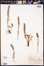 Image result for Bacopa hamiltoniana