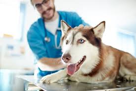 Maybe you would like to learn more about one of these? The 5 Best Cheap Pet Insurance Companies In 2021