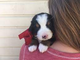 Healthy, purebred bernese mountain dog puppies directly from ethical breeders. Bernese Mountain Dog Puppy For Sale In Evergreen Co Adn 24199 On Puppyfinder Com Gender Mal Bernese Mountain Dog Puppy Dogs And Puppies Bernese Mountain Dog