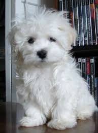 Black And White Maltese Poodle Dog White Maltipoo Full Grown Dog Pictures Blog Fluffy Dogs Puppies Cute Dogs
