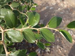 Image result for Ziziphus mauritiana