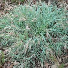 Image result for Themeda