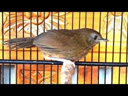 Ciri cucak ijo bakalan jantan muda bagian 1 berbagi pengalaman. 86 Gambar Burung Wambi Mini Kekinian Gambar Pixabay