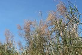 Image result for Phragmites karka