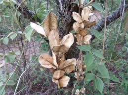 Image result for Dioscorea dregeana