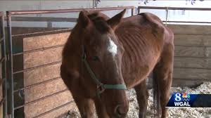Use them in commercial designs under lifetime, perpetual & worldwide rights. Investigators Still Need Help Finding Who Abandoned Two Emaciated Horses At New Holland Sales Stables