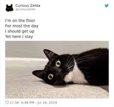 Adorably Dumb Cat Poems From Curious Zelda Cat Poems Cute Funny Animals Cute Animals