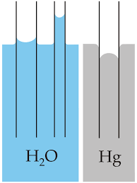 Cohesion And Adhesion Boundless Physics